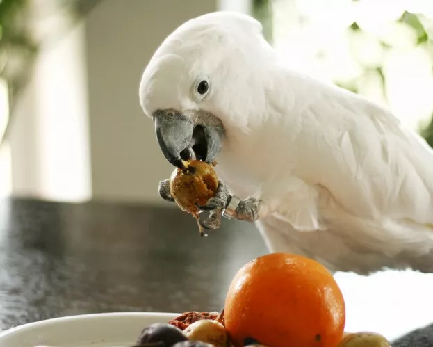 Jaké ovoce je vhodné pro papoušky? Vyberte pro mazlíčky správné krmení